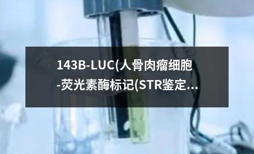 143B-LUC(人骨肉瘤细胞-荧光素酶标记(STR鉴定正确))检测