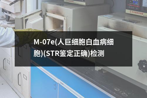 M-07e(人巨细胞白血病细胞)(STR鉴定正确)检测