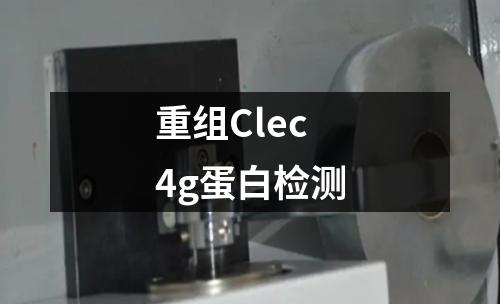 重组Clec4g蛋白检测