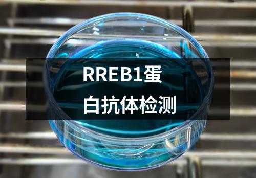 RREB1蛋白抗体检测