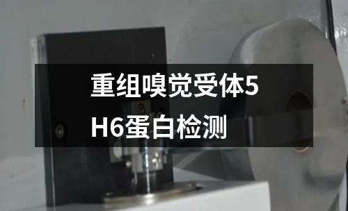 重组嗅觉受体5H6蛋白检测