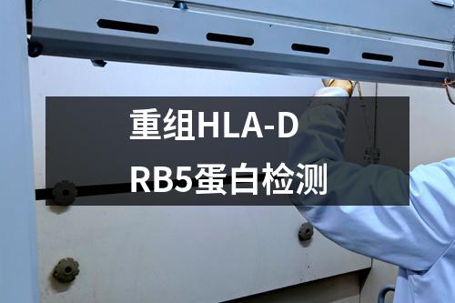 重组HLA-DRB5蛋白检测