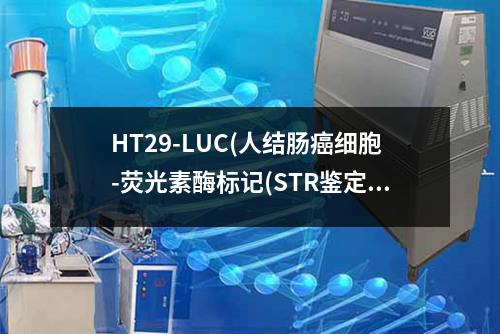 HT29-LUC(人结肠癌细胞-荧光素酶标记(STR鉴定正确))检测