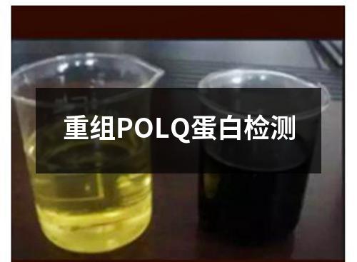 重组POLQ蛋白检测