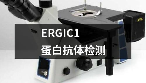 ERGIC1蛋白抗体检测