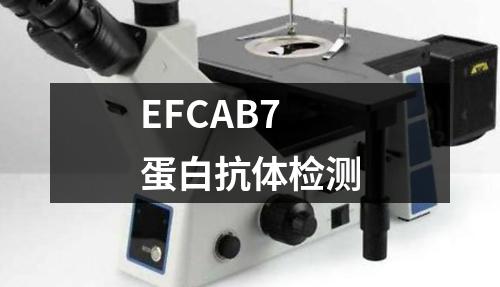 EFCAB7蛋白抗体检测