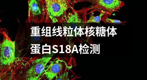 重组线粒体核糖体蛋白S18A检测