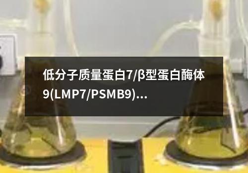 低分子质量蛋白7/β型蛋白酶体9(LMP7/PSMB9)ELISA检测试剂盒检测