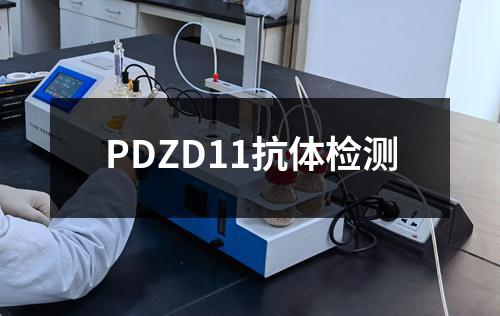 PDZD11抗体检测